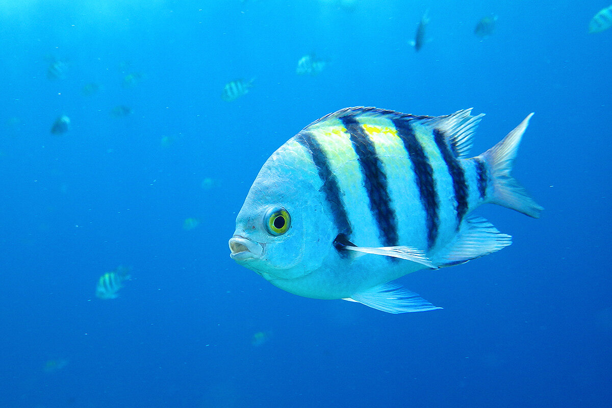 Абудефдуф - подводная модель - Сергей Сомихин