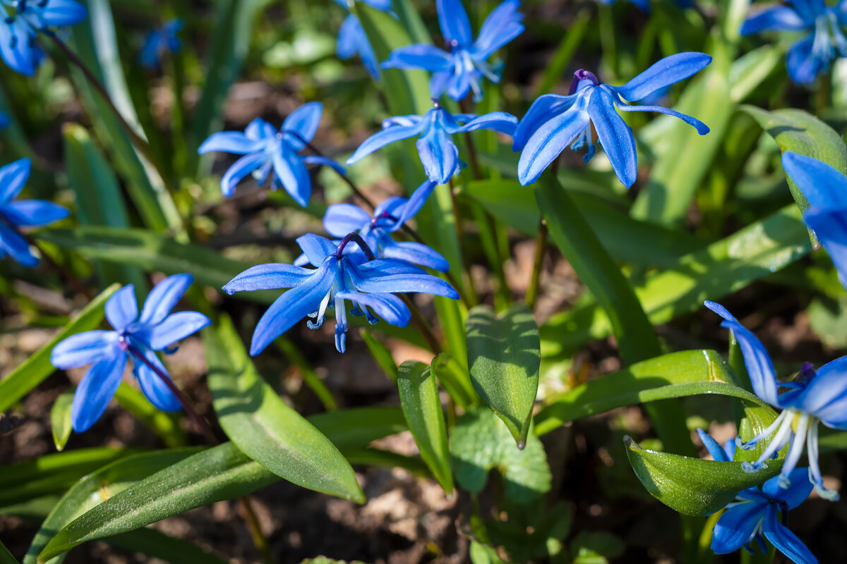 Пролески (сциллы) - Александр Синдерёв