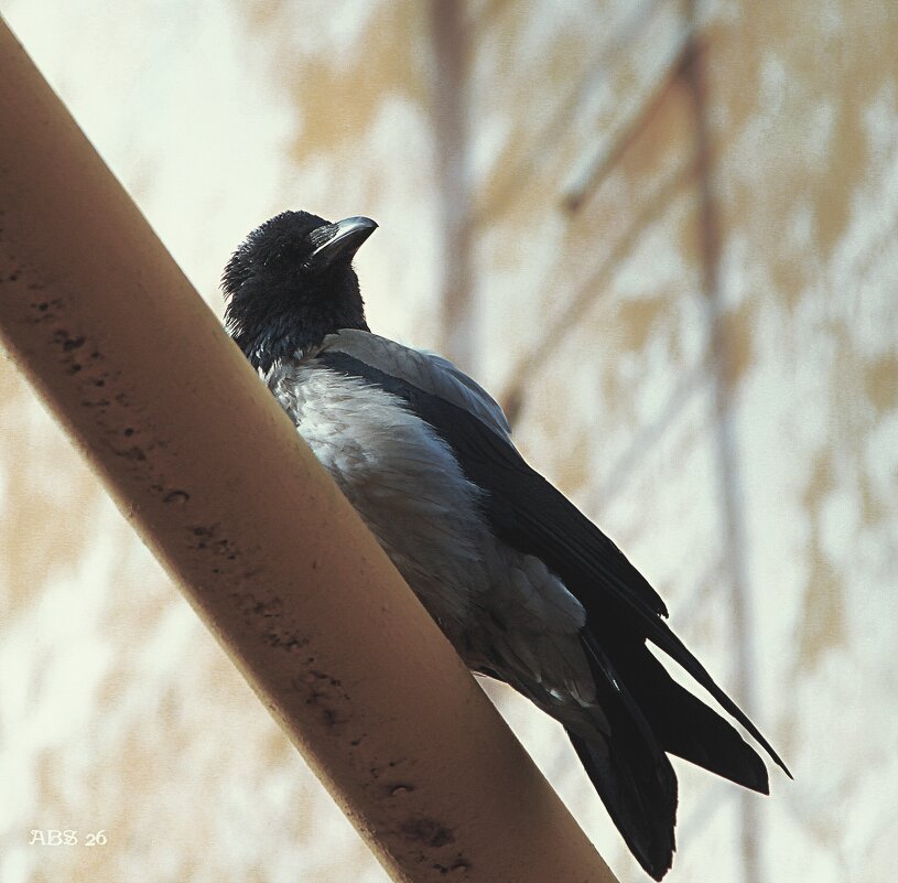 Сидит на газовой трубе.. - Александр Шимохин