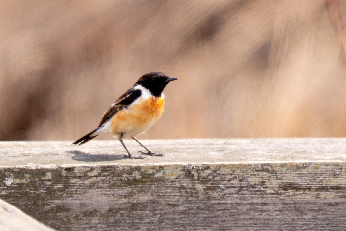 7 - Сергей Флетчер