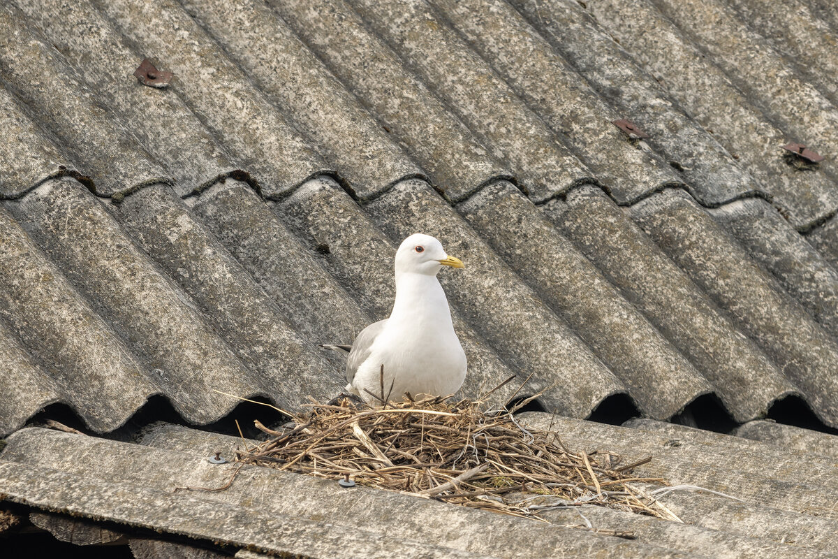 Чайка - Владимир Колесников