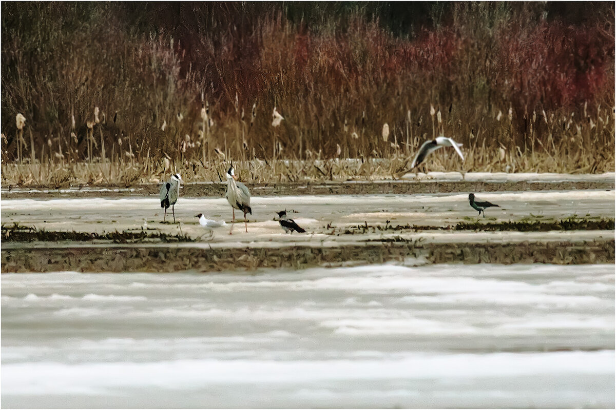 На птичьем совете ( "акварель" ) - Валентин Котляров