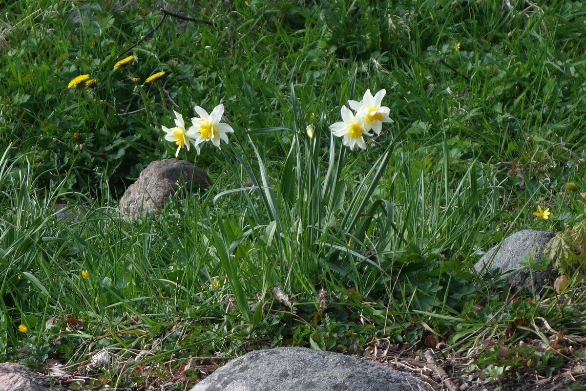 Нарцисс - Рита Симонова