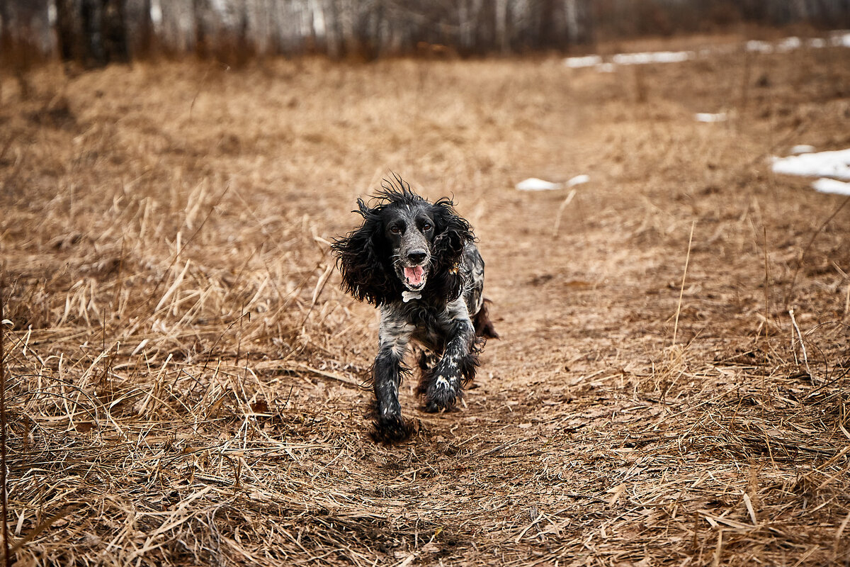 Наконец в полях после долгой Сибирской зимы - Леонид 
