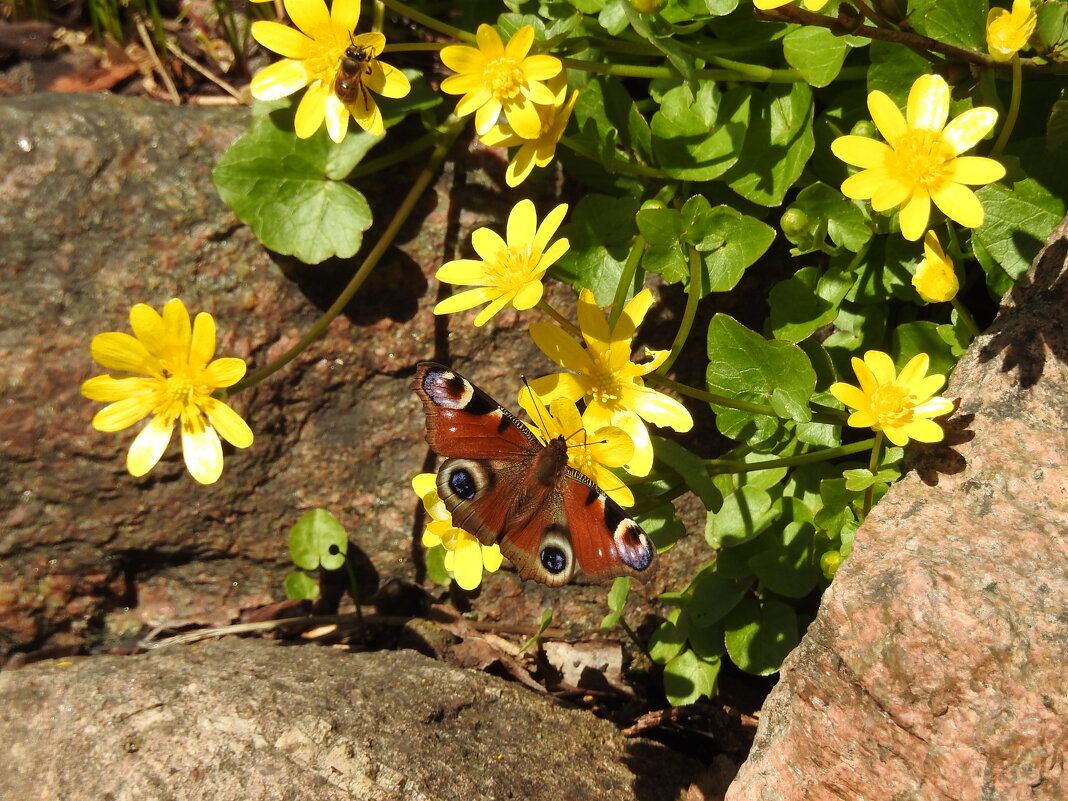 весенние зарисовк - ИННА ПОРОХОВА