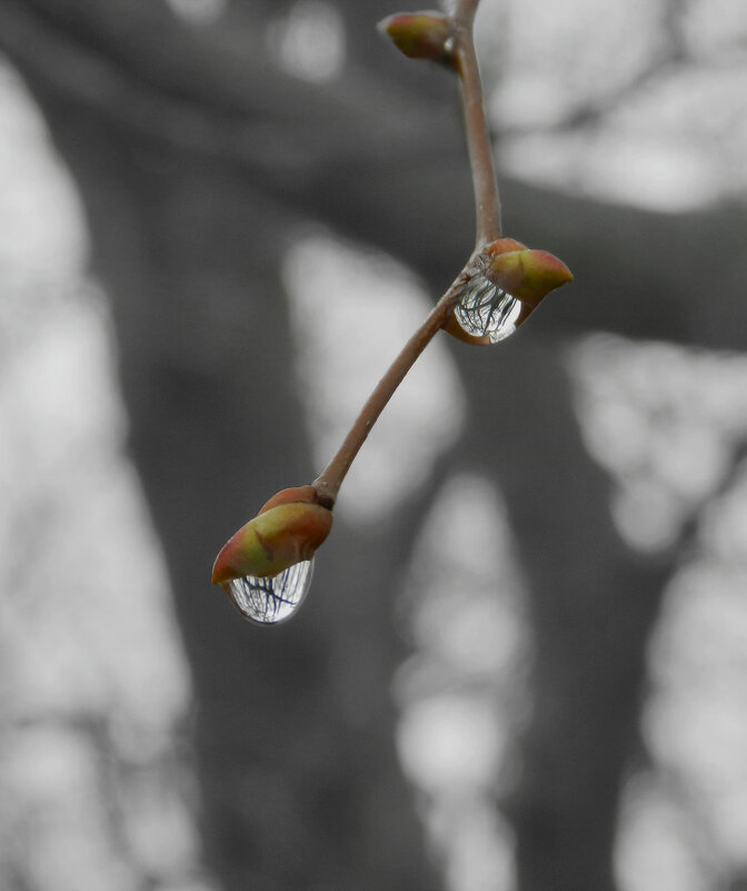 капельки - Лера 