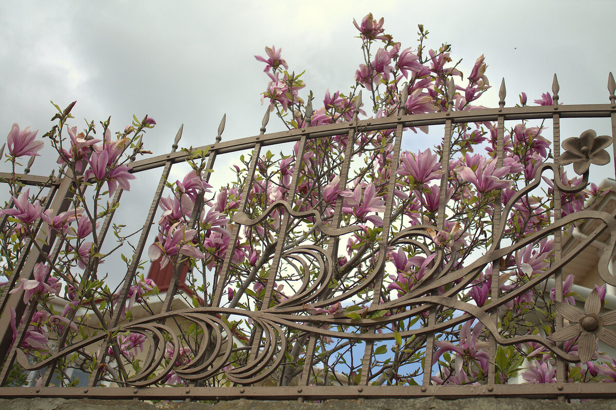 Магнолия - Ирина 