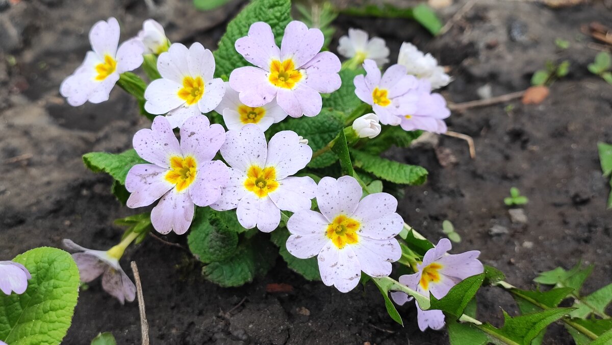 ,,, - Сергей Тимоновский