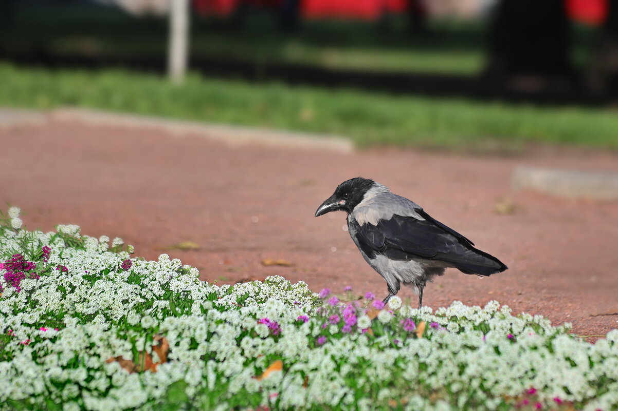 Позвоню в студию дизайна ландшафта, выражу благодарность. - Татьяна Бравая