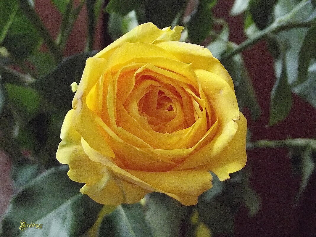 Роза - Freddy 97