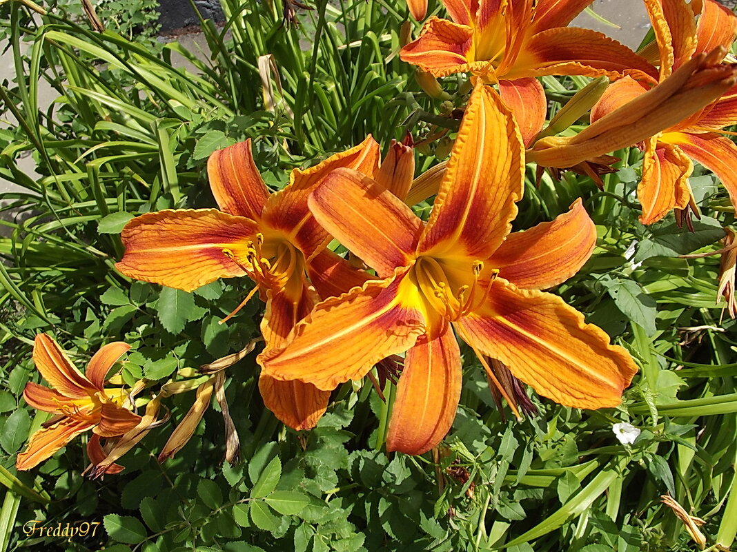 Лилейники - Freddy 97