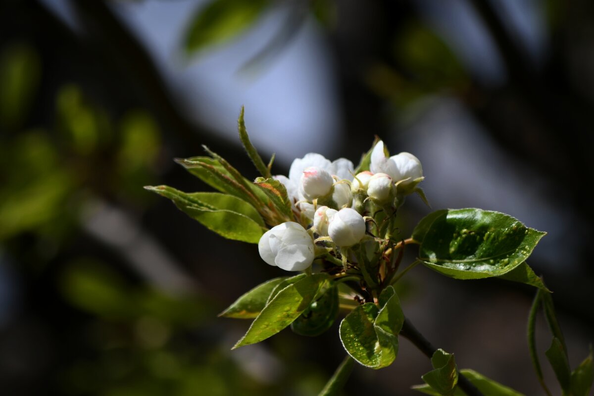 Груша. Начало - Татьяна Евдокимова