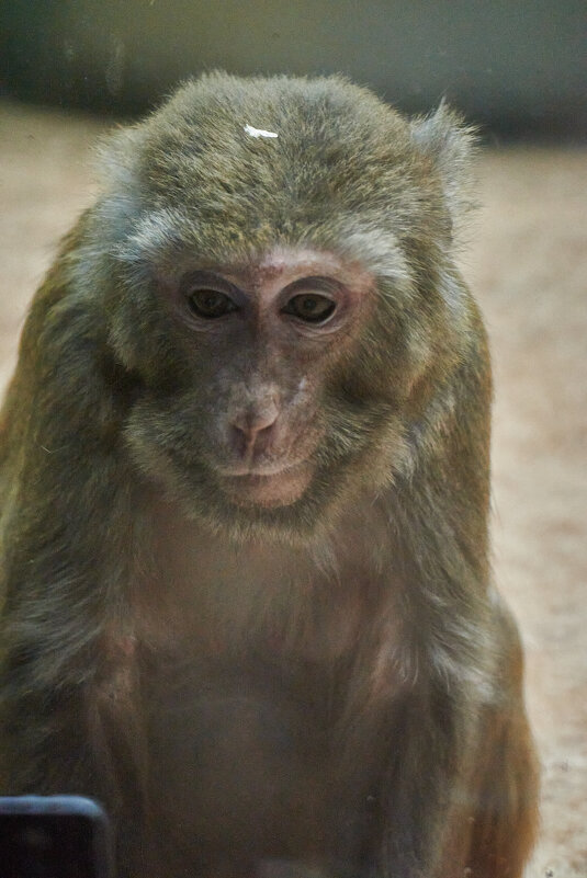 Гибон - Александр Леонов