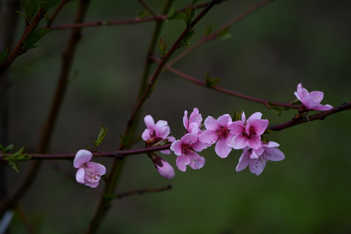 Соседский персик - Татьяна Евдокимова