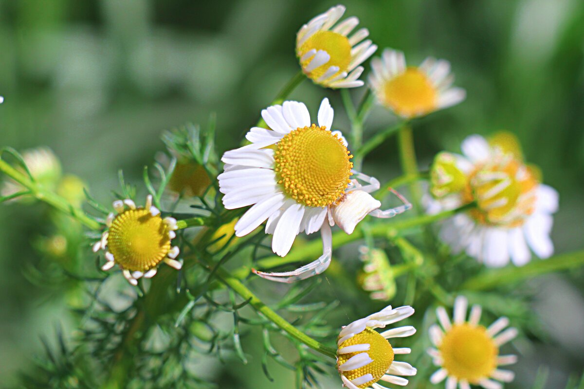 лечебные травы - Николай 