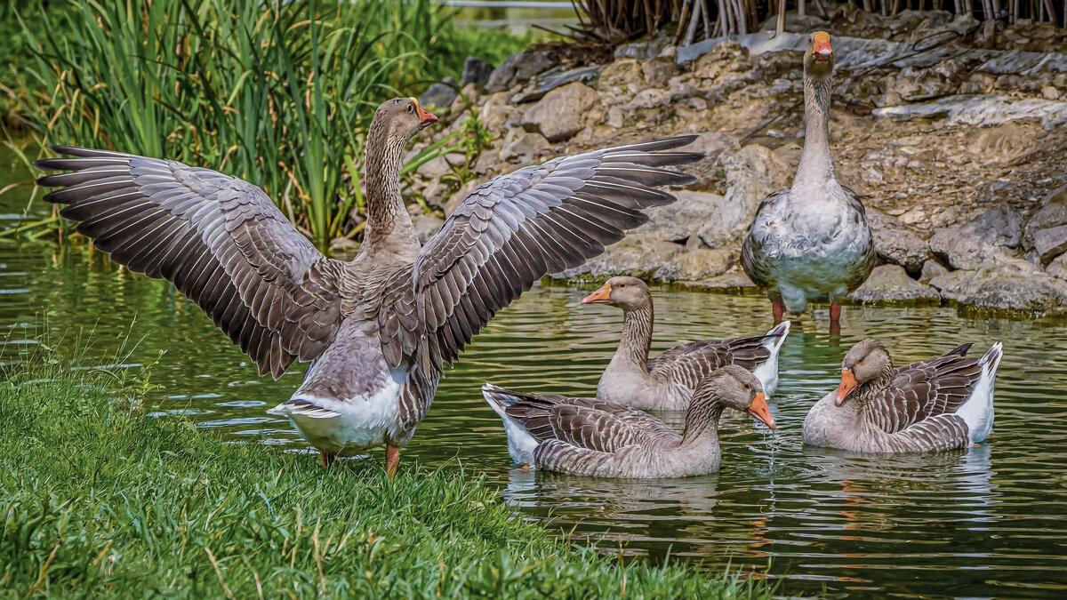 Серый гусь - Aleksey Afonin