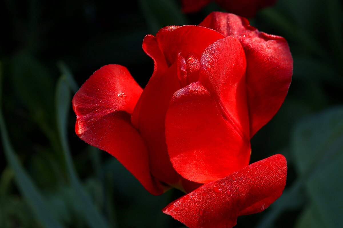 Утренний тюльпан - Юрий. Шмаков