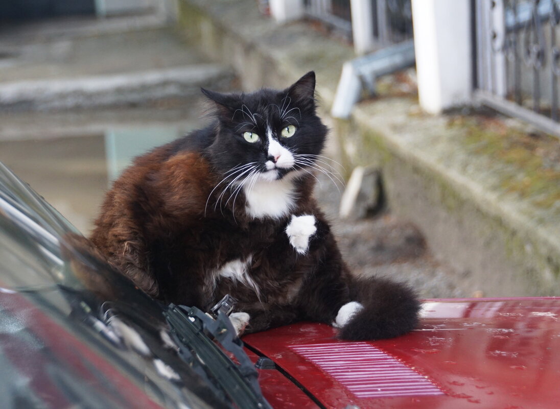 Хозяин авто отдыхает - Наталия Григорьева