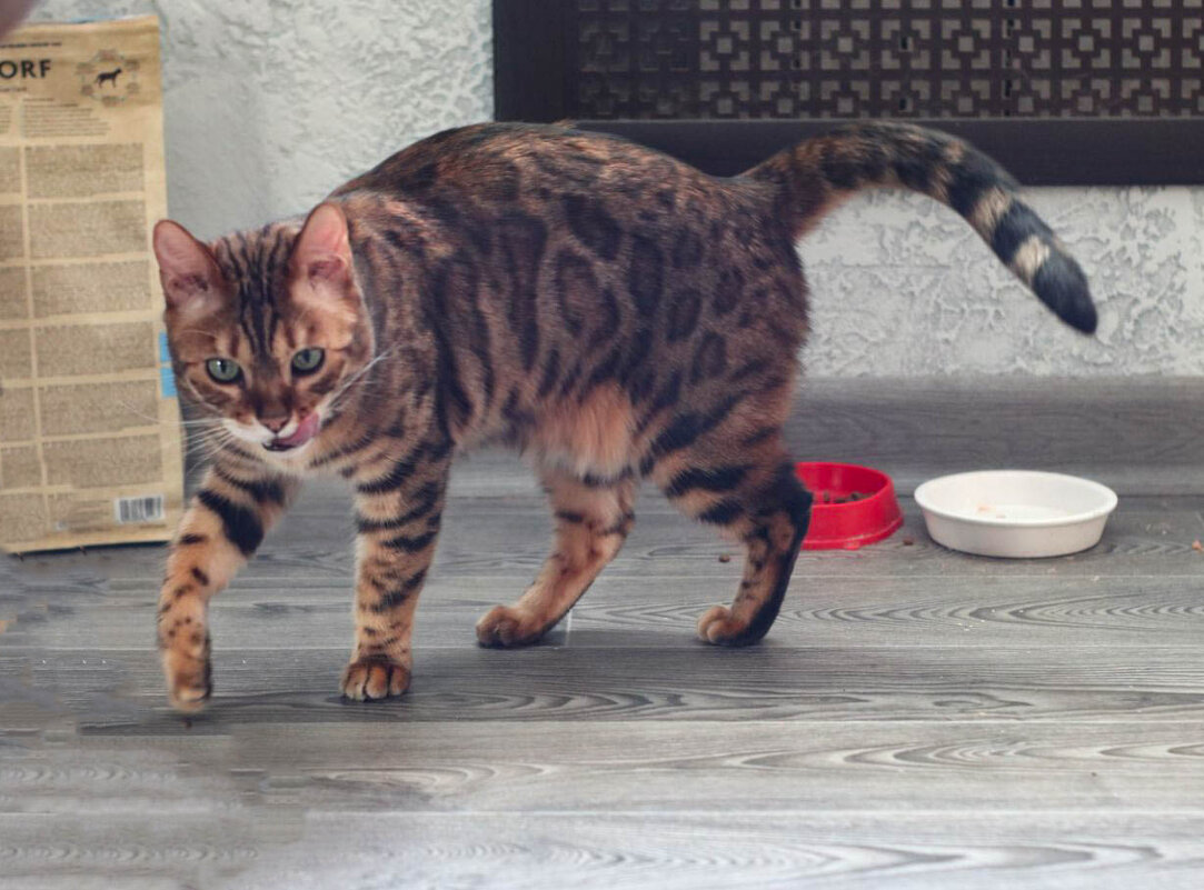 Мурзик - Irene Irene