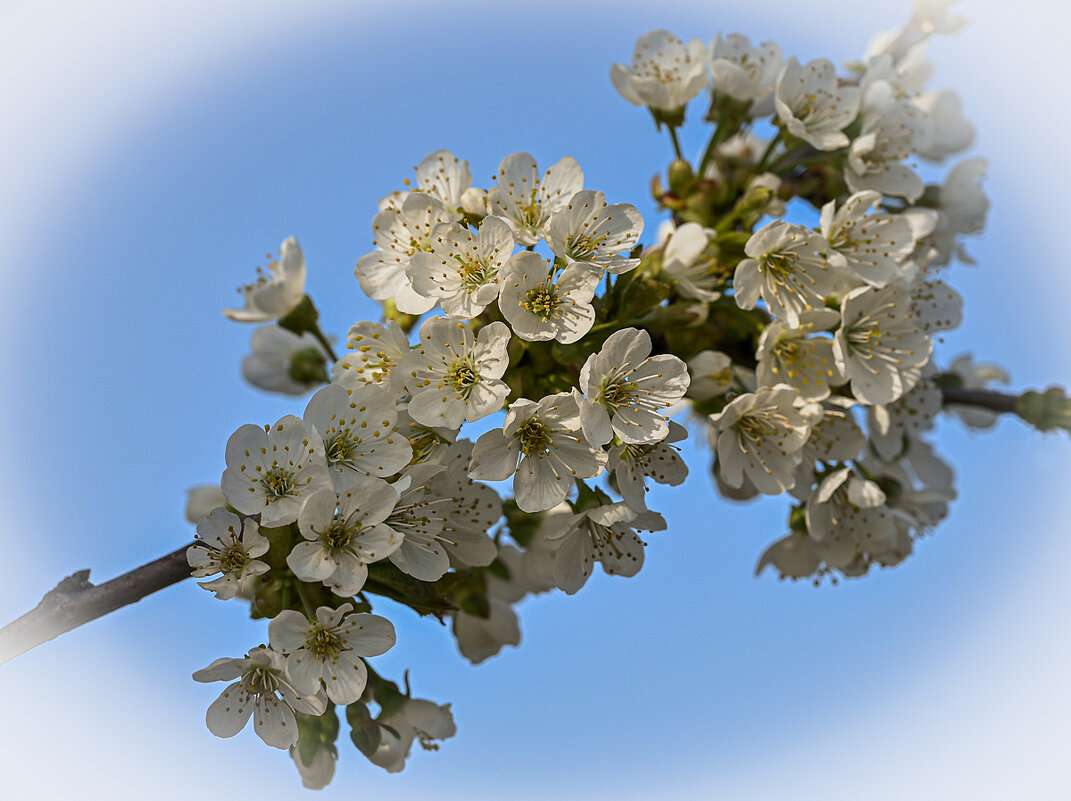 пара цветения... - Aleksandr .