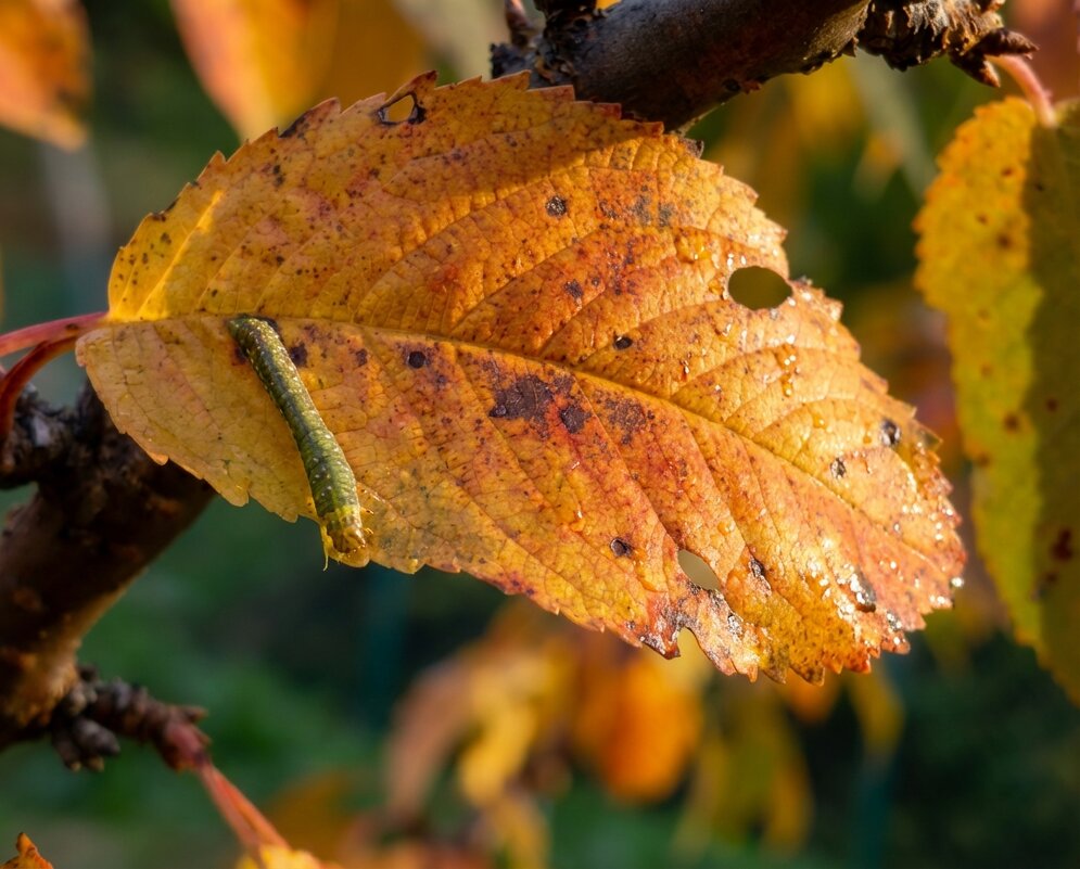 Ложногусеница на осеннем листочке - Лилия 