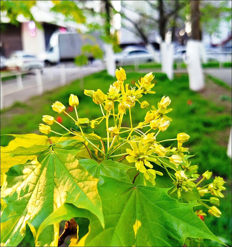 Цветение! - Надежда 