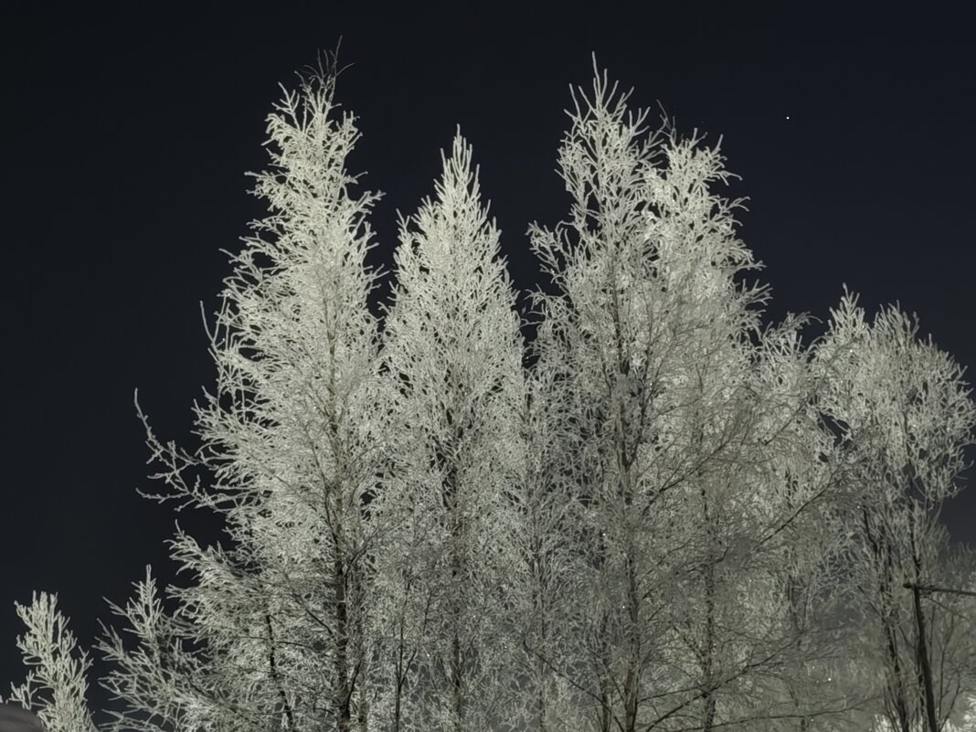 Деревья в снегу - Александр 