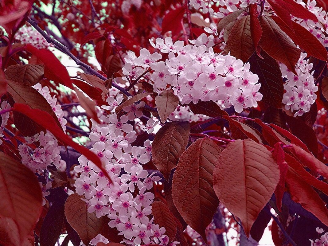 ЧЕРЕМУХА КРАСНОЛИСТНАЯ - Наталья ***