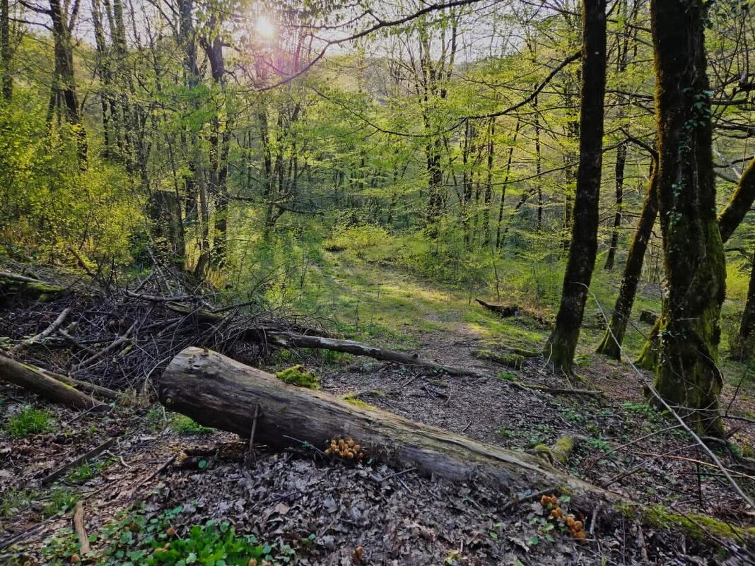 Прогулка в лесу - Tata Wolf