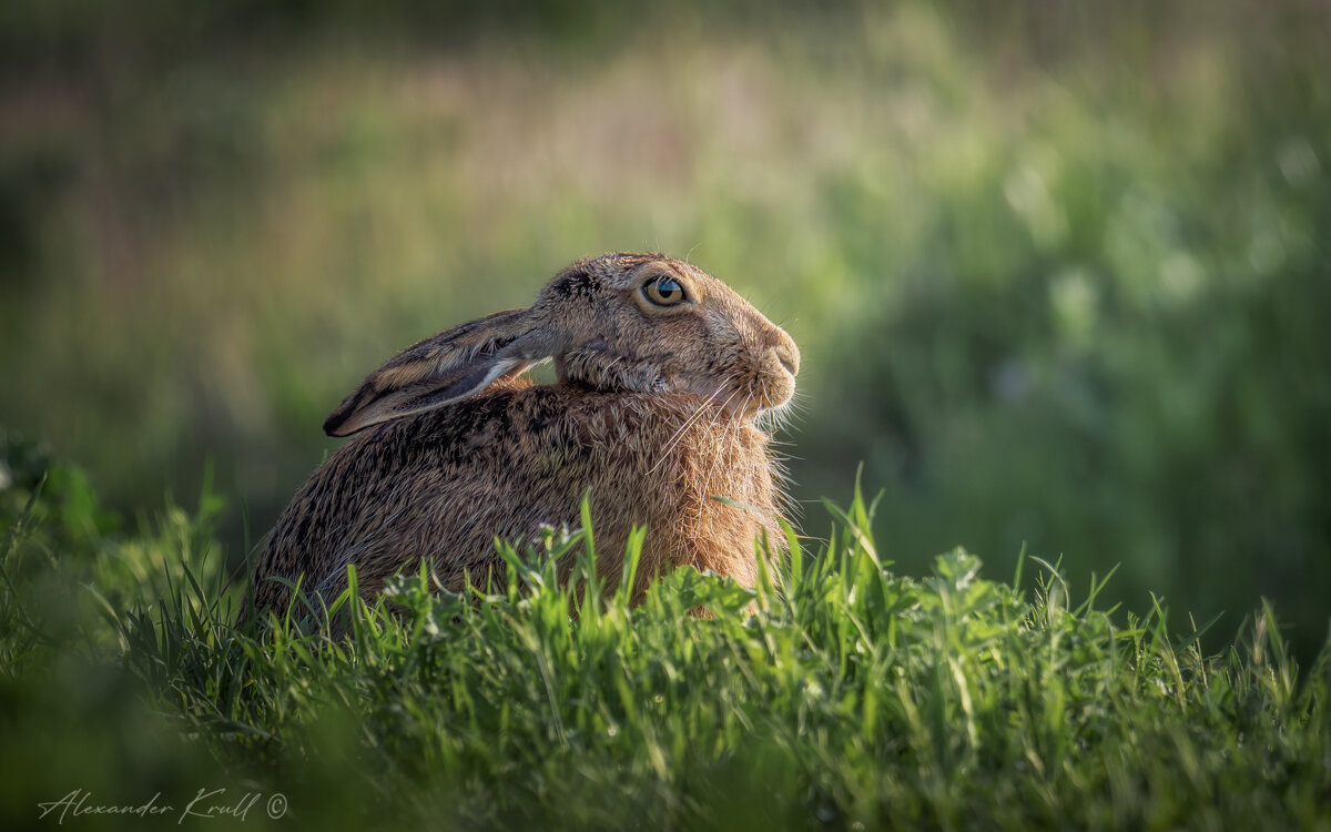Вечерний зай - Александр К.