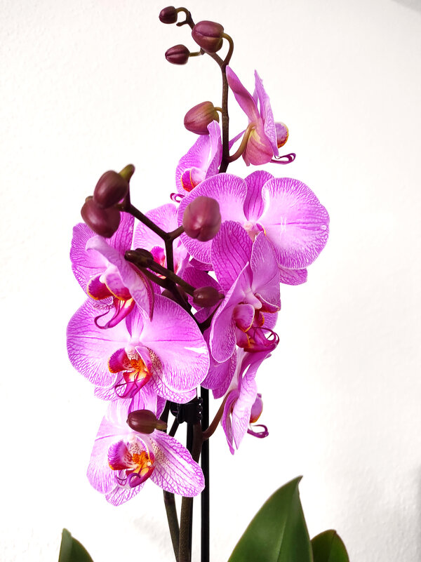 Орхидея - Елена Галата