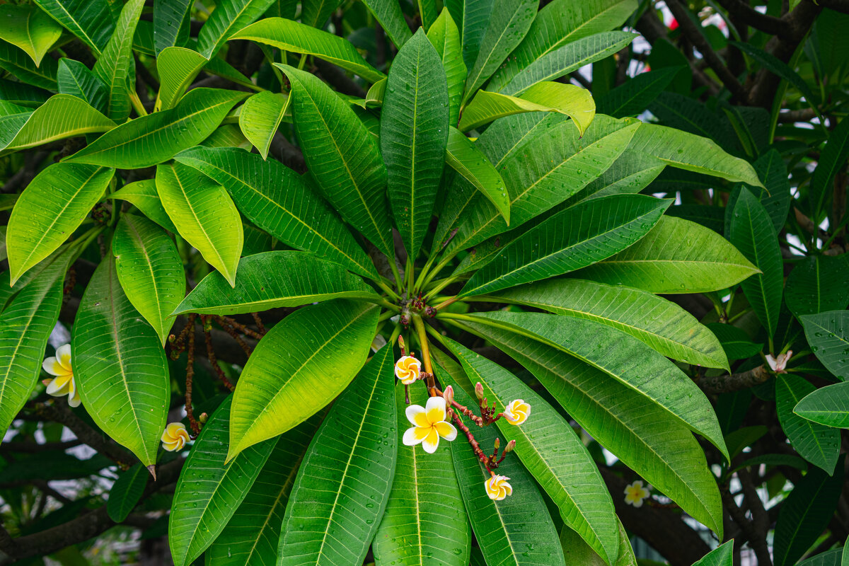 *** - Николай Чекалин