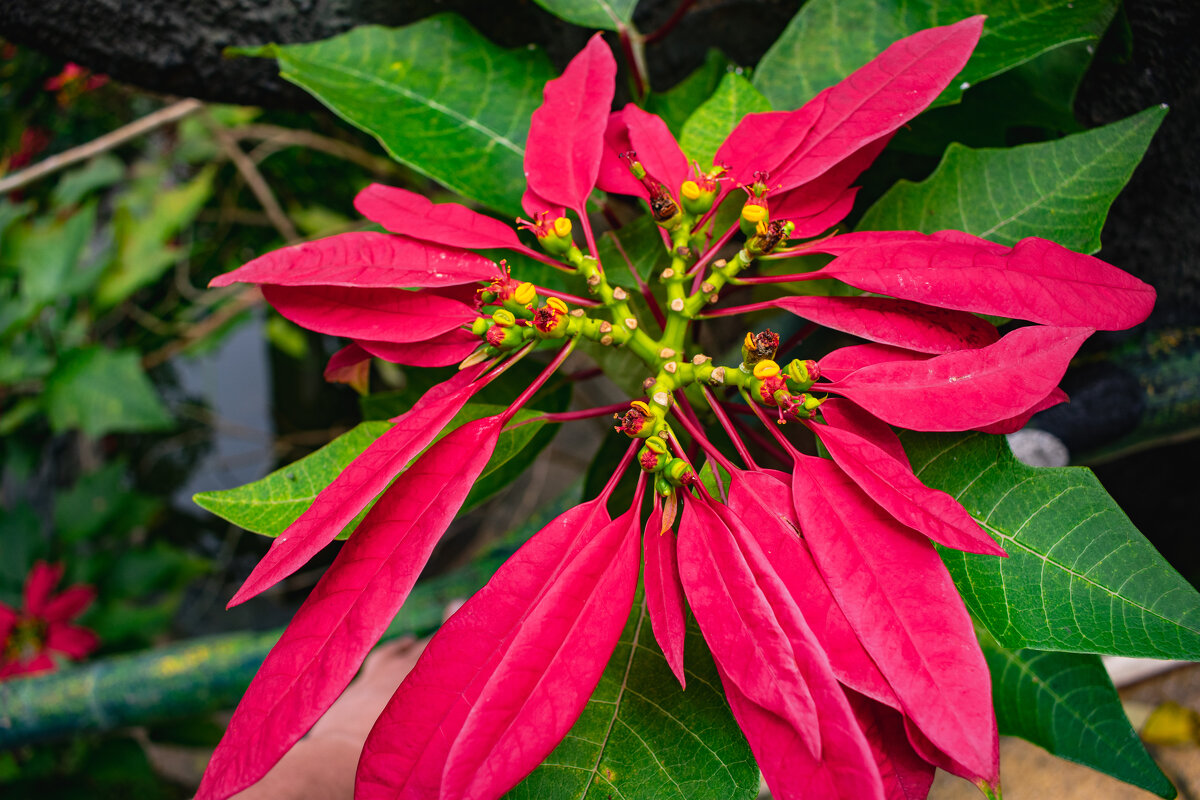 *** - Николай Чекалин