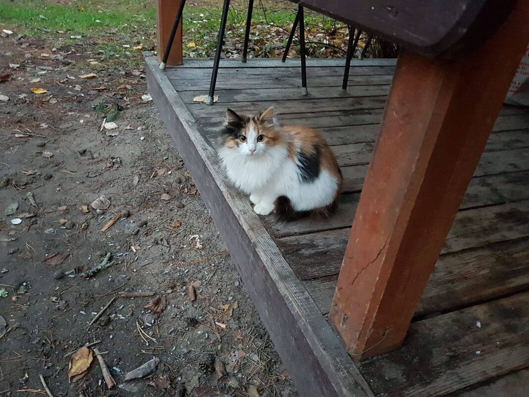 на прогулке - Владимир 