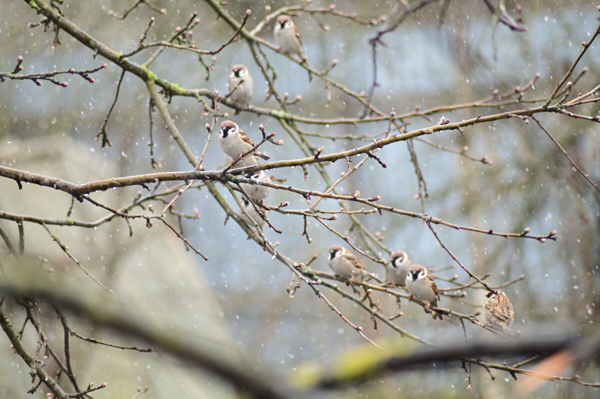 Воробьяниновы - Константин Сафронов