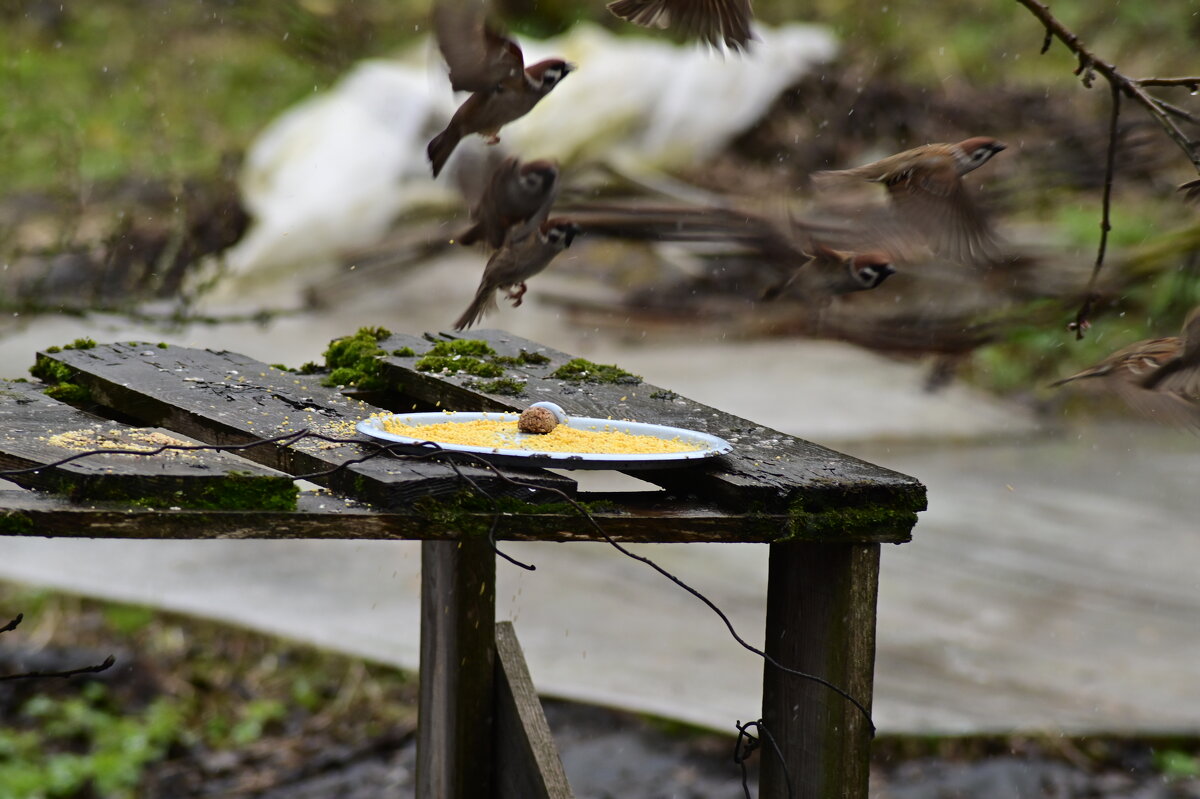 Воробьяниновы - Константин Сафронов