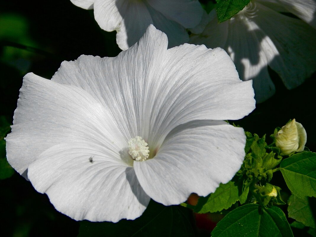 Лаватера - Олег 