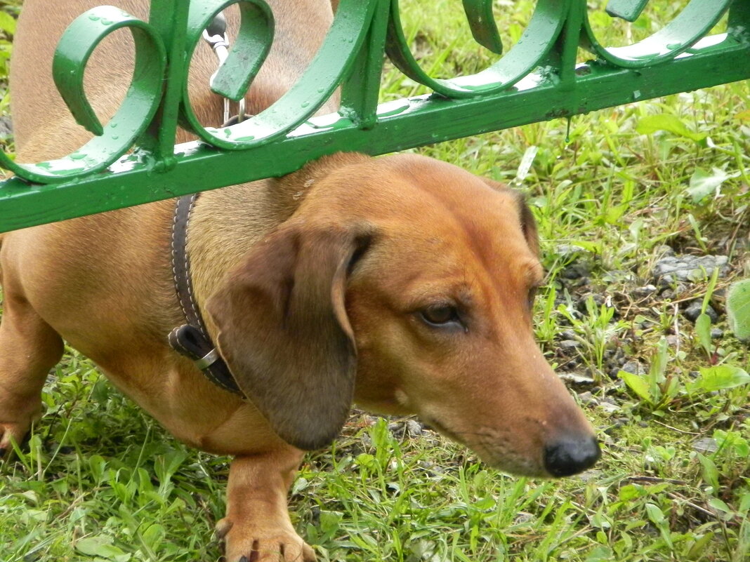 Лазутчик - Олег 