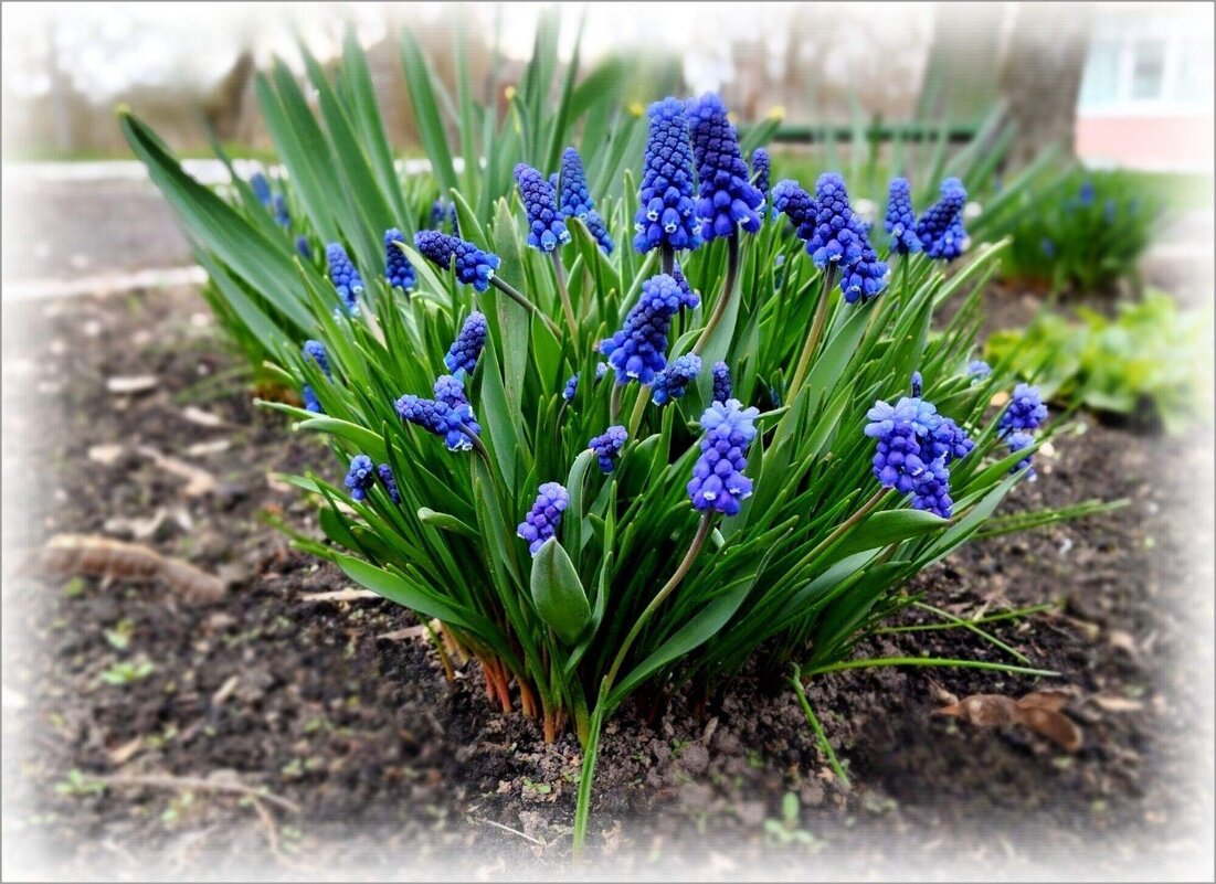 Синие звездочки - Елена Сухорученкова