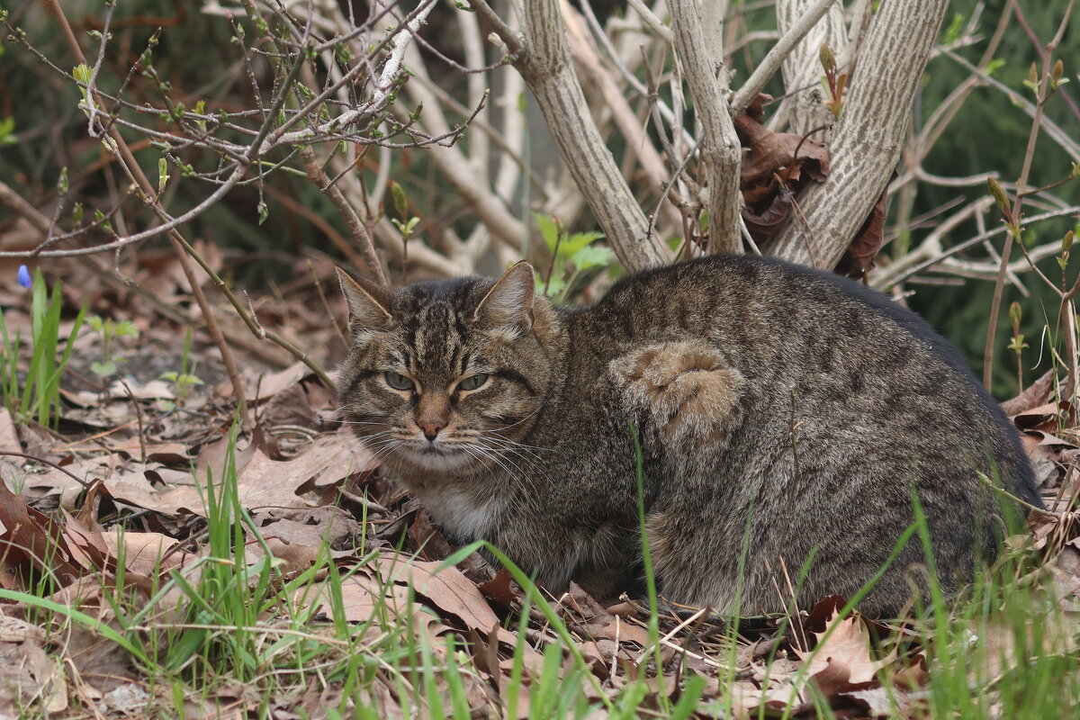 Замаскировался - Дмитрий И_