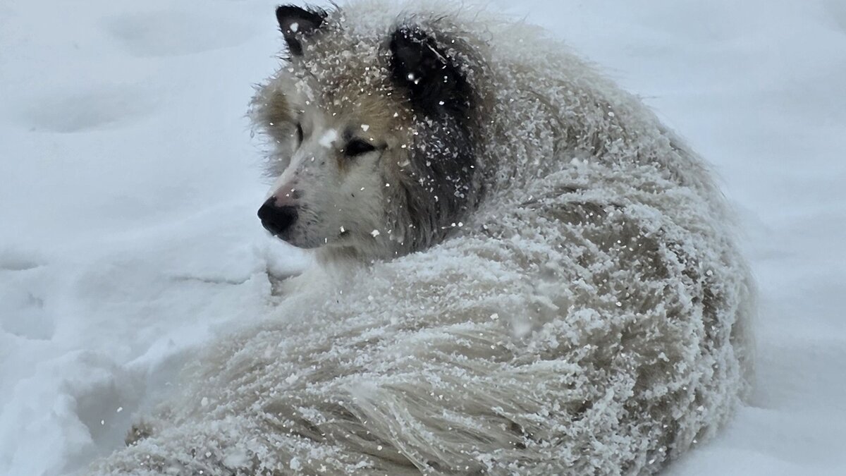Зимний страж - Татьяна Чаброва