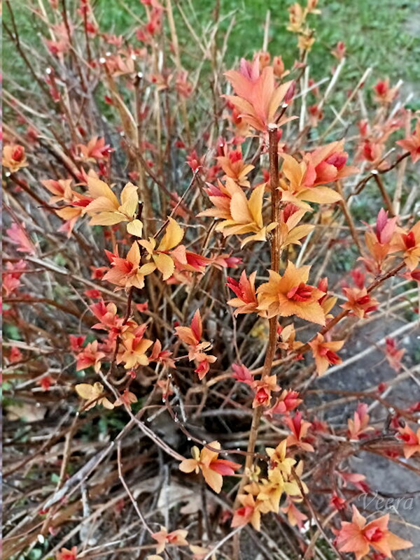 То ли листики, то ли цветочки ) - Veera V