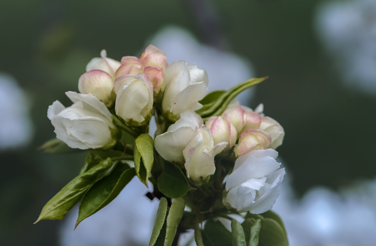 Букетик. - Николай 