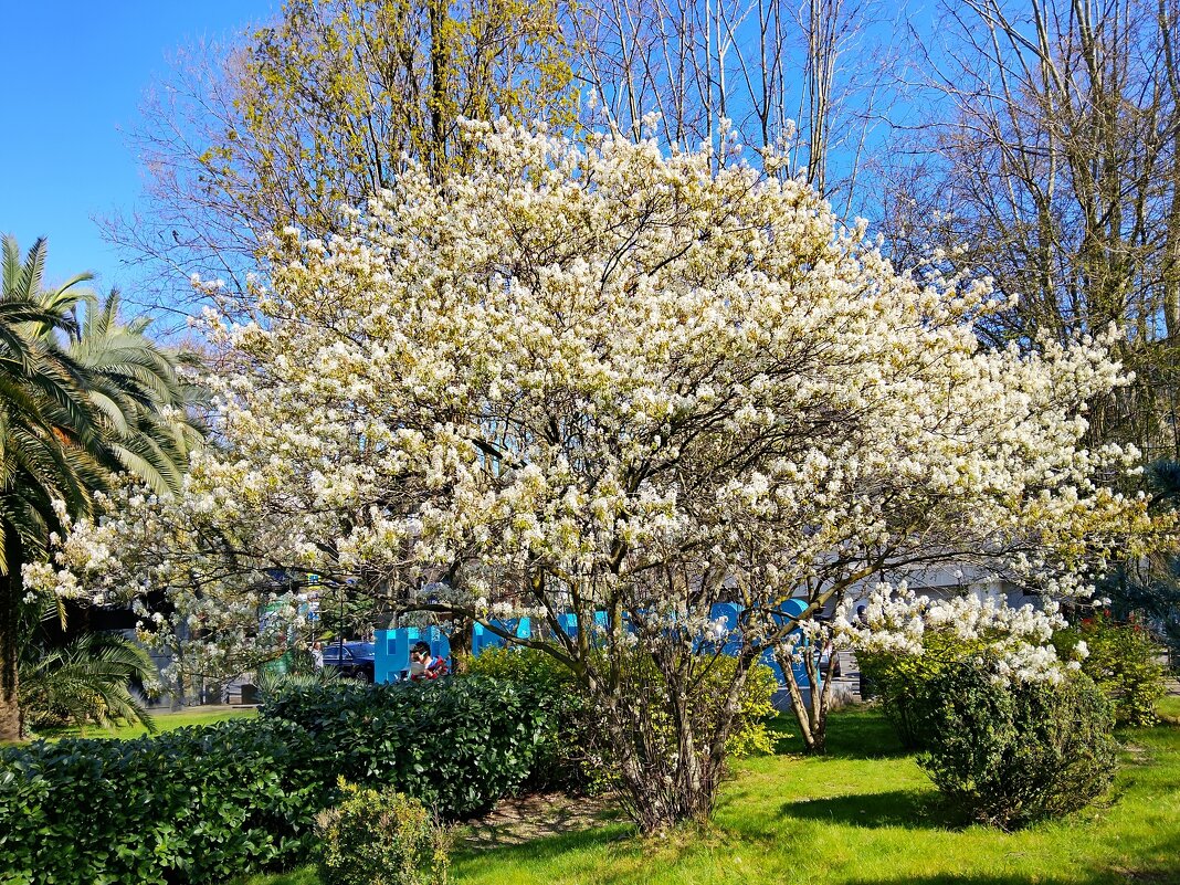 Ирга Ламарка - Tata Wolf