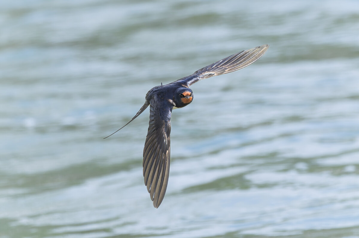 ласточка деревенская. - юрий макаров