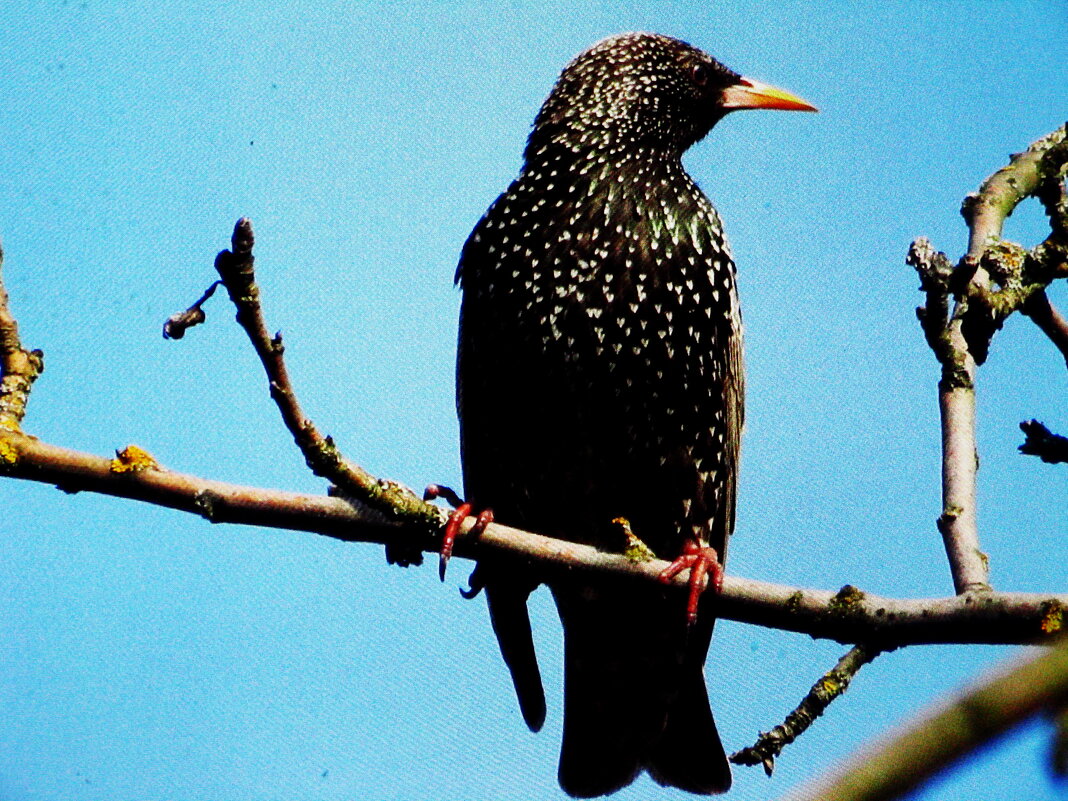 Скворушка - Людмила Смородинская