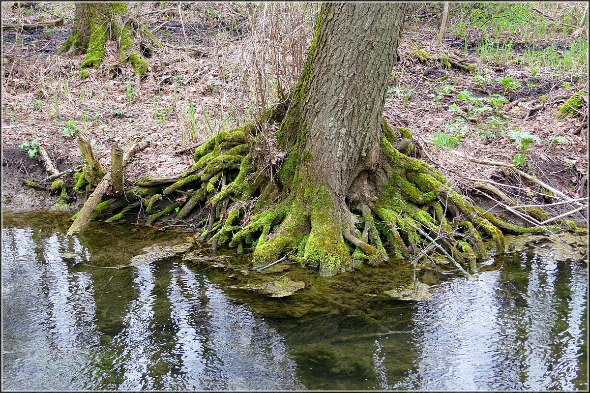Стойкость Ольхи - Сеня Белгородский