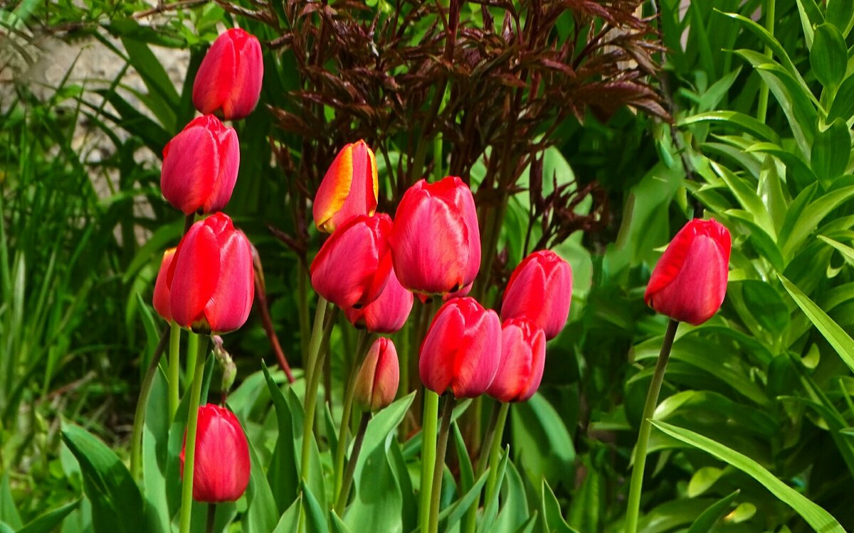 Городские цветы. - Милешкин Владимир Алексеевич 