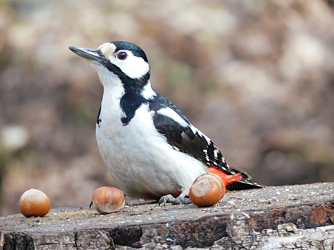 Самка БПД - Лина 