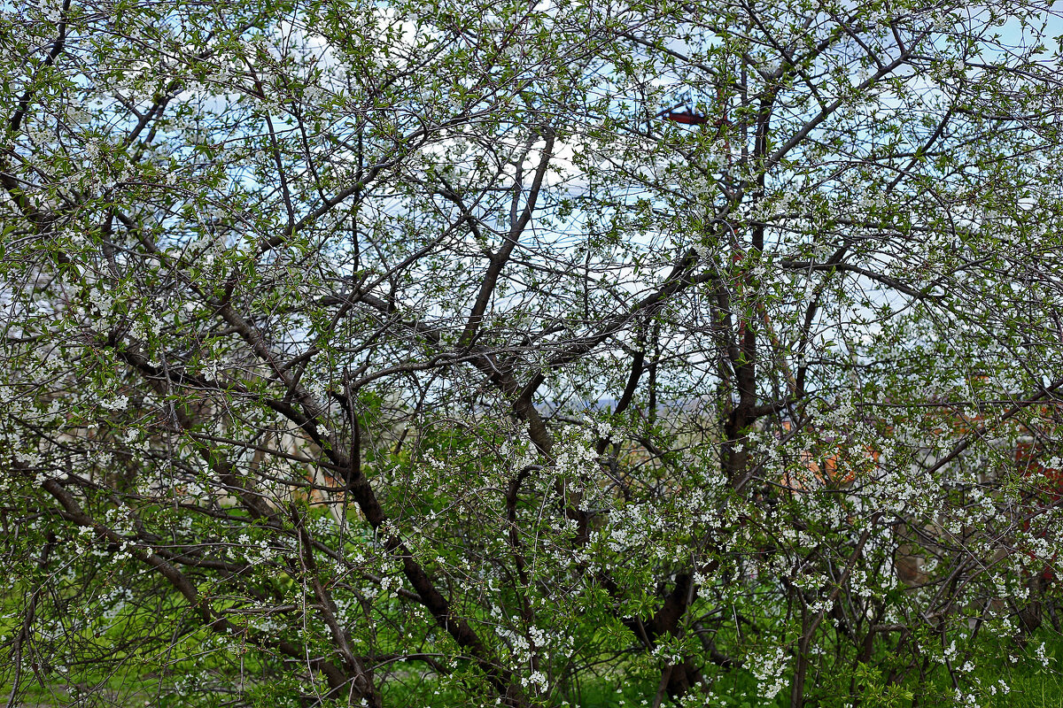 Цветение - Юрий Гайворонскiий